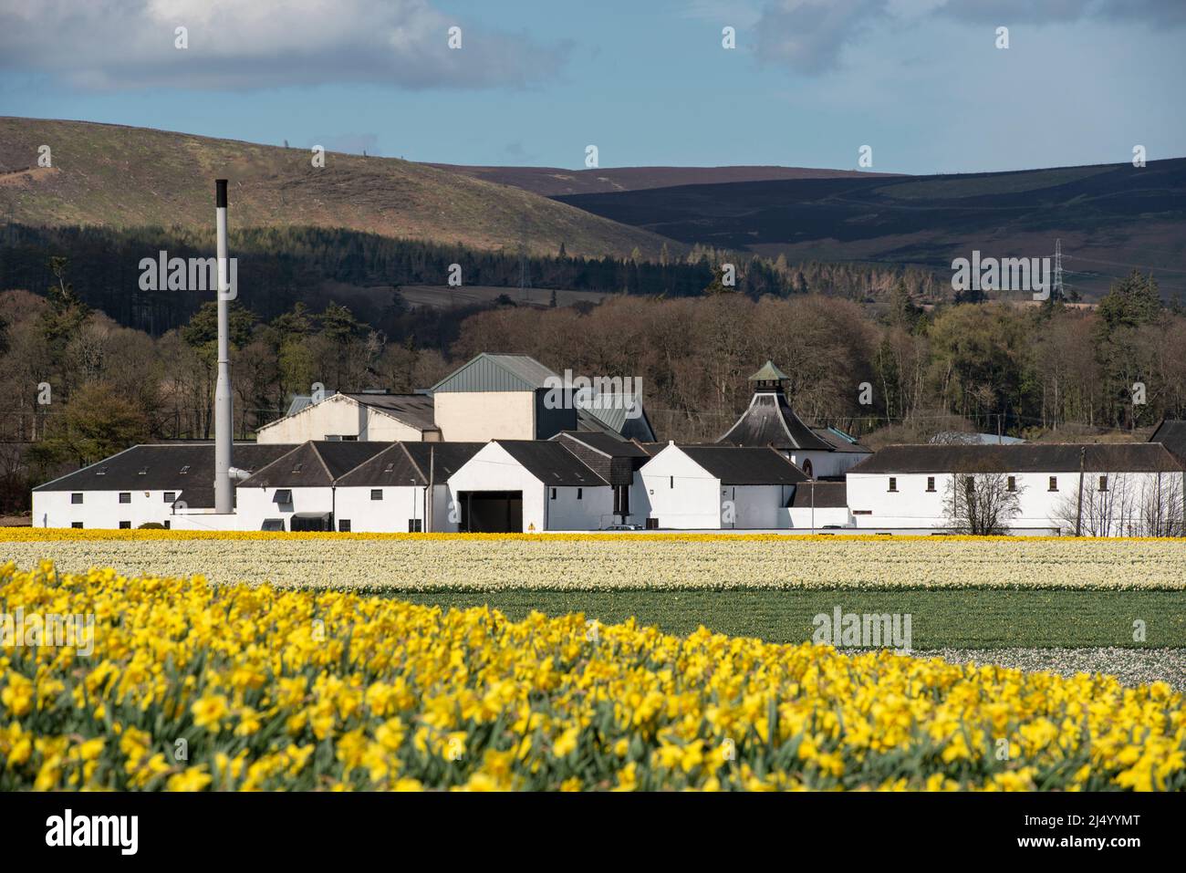 Campo di narcisi di fronte alla distilleria Fettercahn, Aberdeenshire, Scozia. Foto Stock