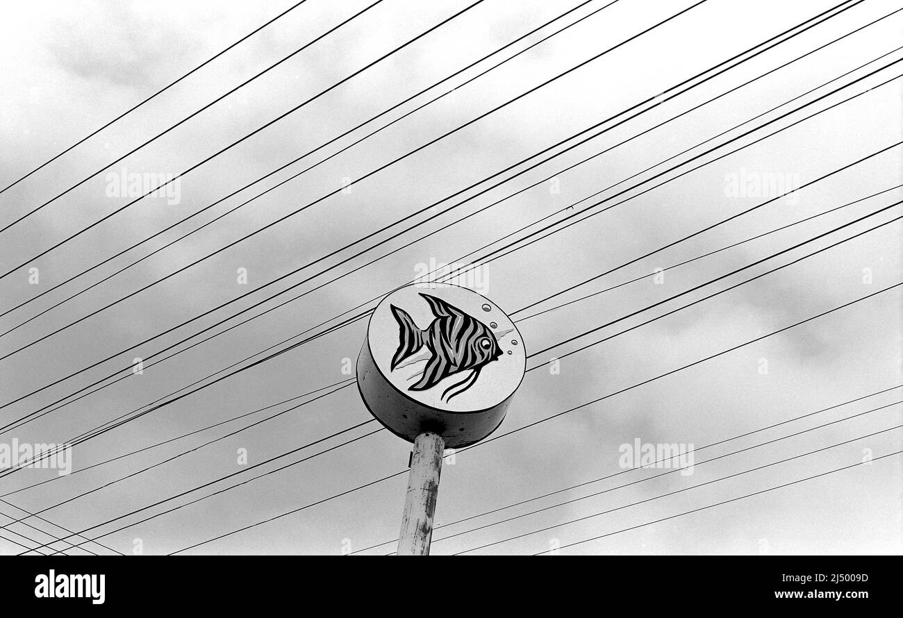 Insegna e cavi elettrici del negozio di animali domestici su Sepulveda Blvd, a Cullver City, California, Foto Stock