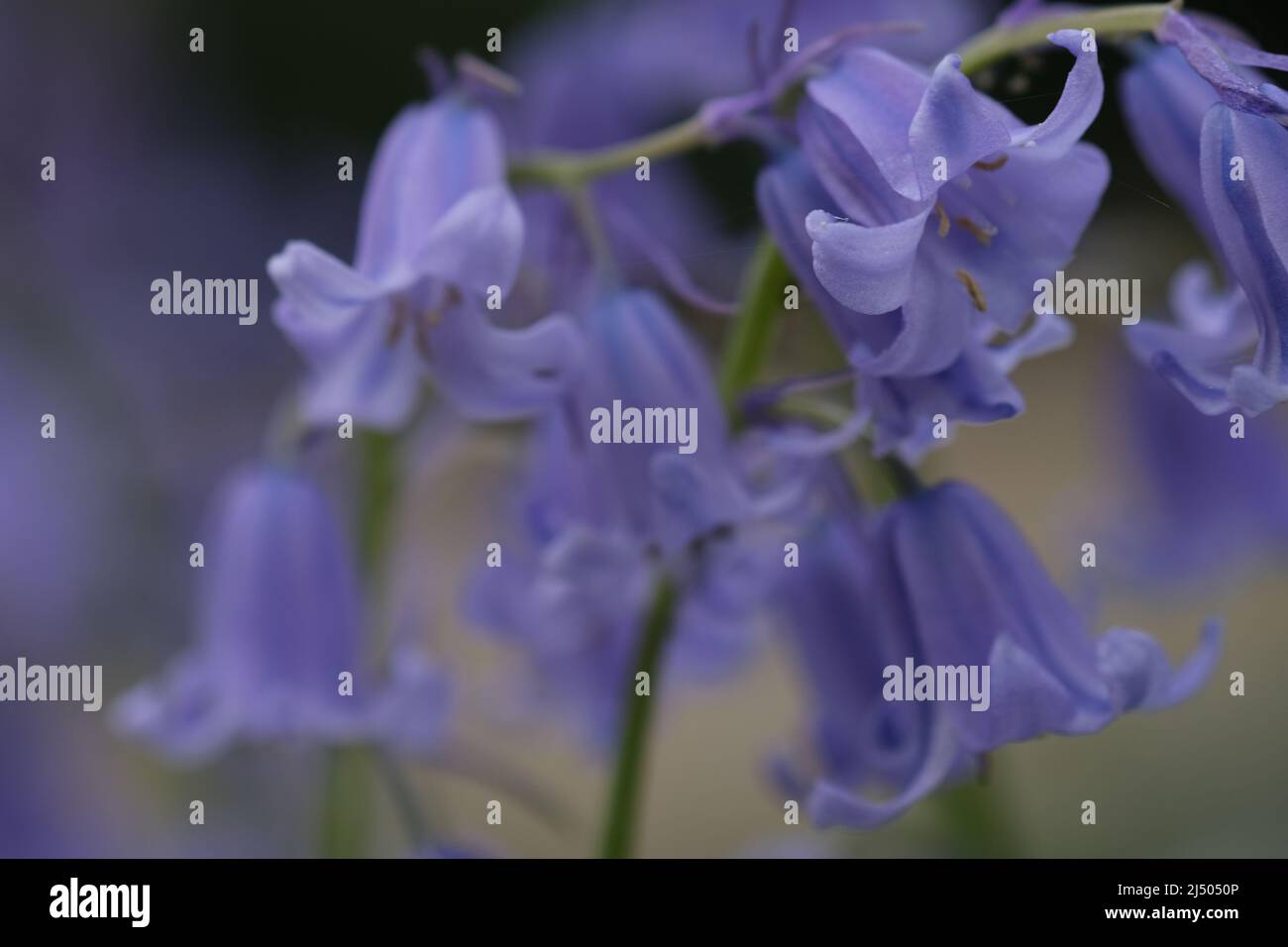 Primo piano Bluebells, messa a fuoco selettiva con sfondo sfocato. Fuoco selettivo di bluebell spagnolo, Hyacinthoides hispanica, Endymion hispanicus o Scilla hispanica è un bulbo perenne fiorito primaverile originario della penisola iberica, sfondo floreale natura. Foto Stock