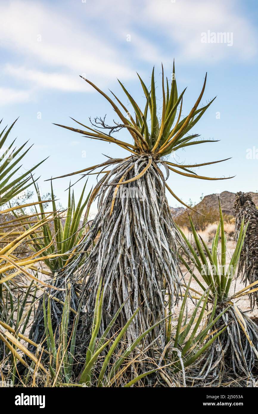 Il cactus di Mojave nel Parco Nazionale di Joshua Tree. Foto Stock