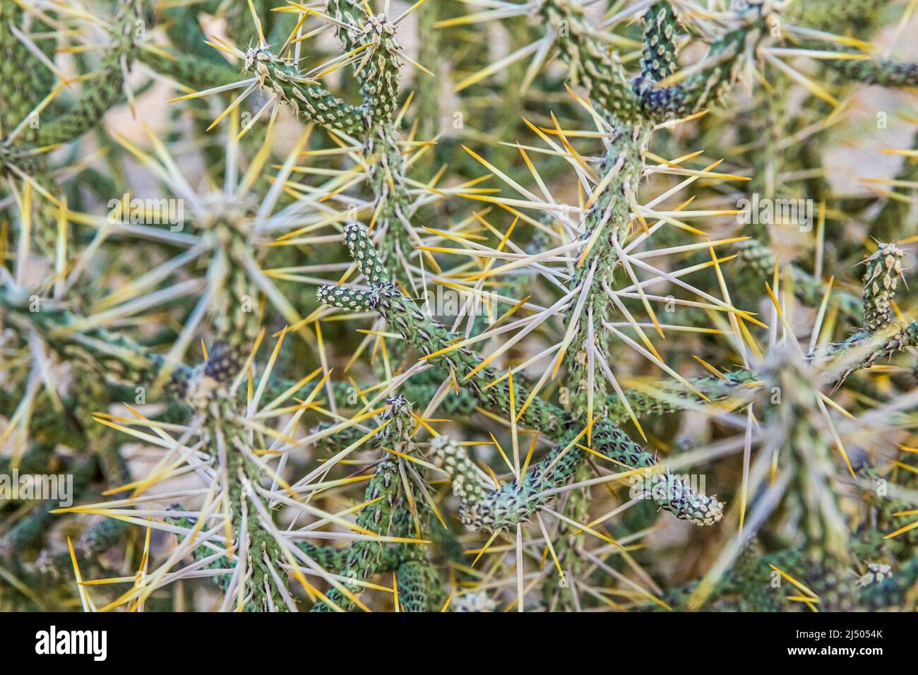 Primo piano di un matita Cholla Cactus nel Joshua Tree National Park, California, USA. Foto Stock