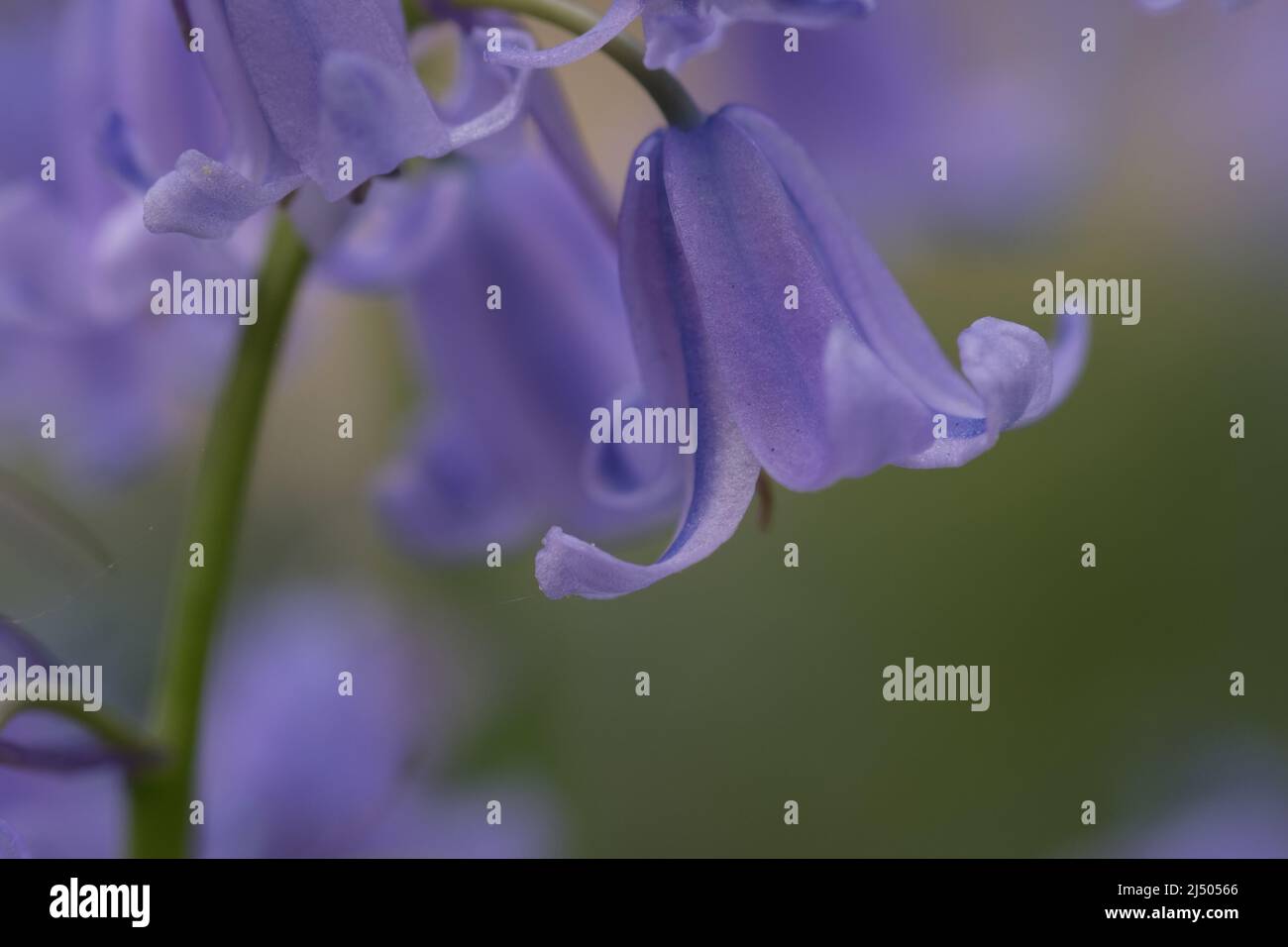 Primo piano Bluebells, messa a fuoco selettiva con sfondo sfocato. Fuoco selettivo di bluebell spagnolo, Hyacinthoides hispanica, Endymion hispanicus o Scilla hispanica è un bulbo perenne fiorito primaverile originario della penisola iberica, sfondo floreale natura. Foto Stock