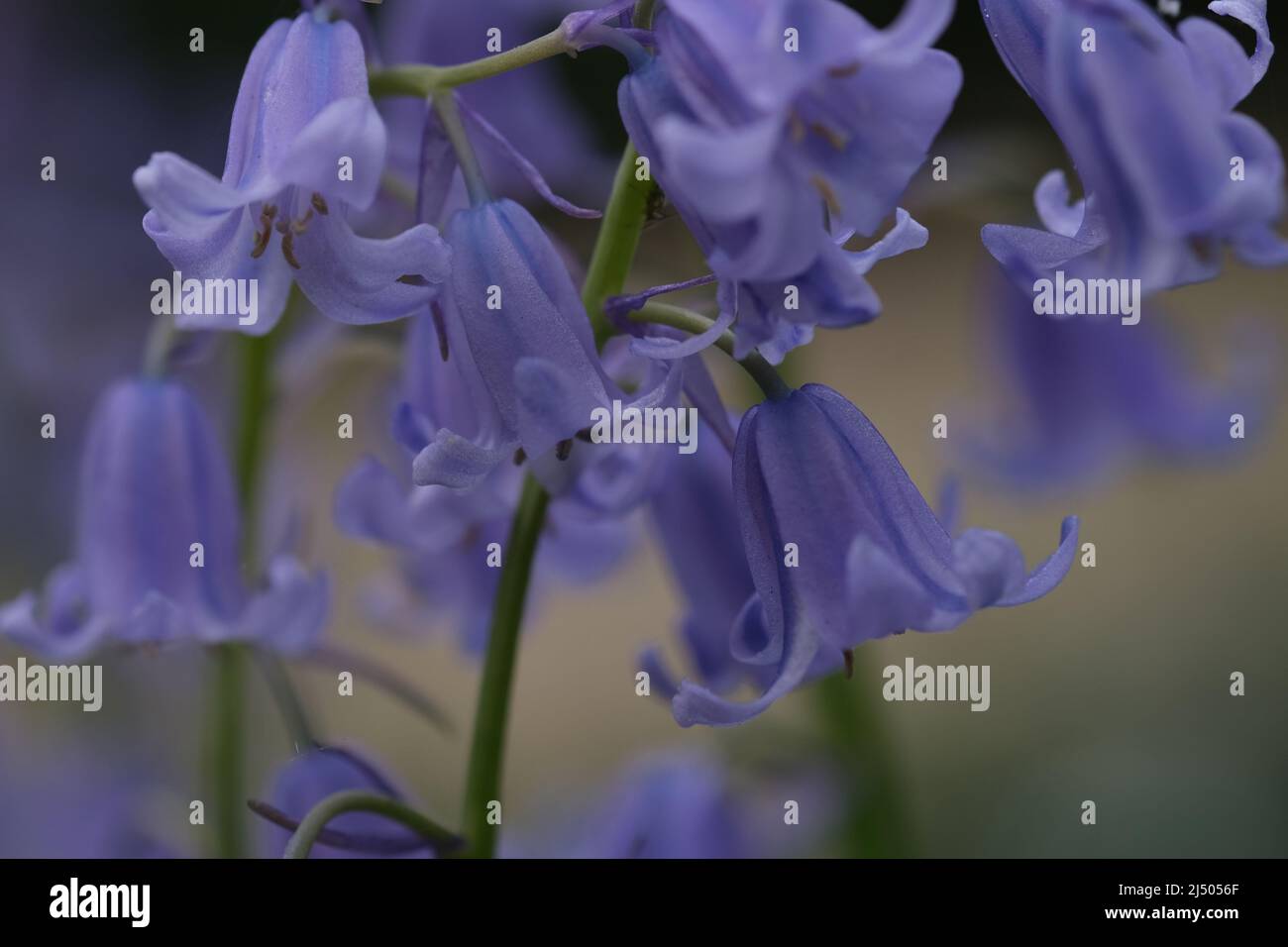 Primo piano Bluebells, messa a fuoco selettiva con sfondo sfocato. Fuoco selettivo di bluebell spagnolo, Hyacinthoides hispanica, Endymion hispanicus o Scilla hispanica è un bulbo perenne fiorito primaverile originario della penisola iberica, sfondo floreale natura. Foto Stock