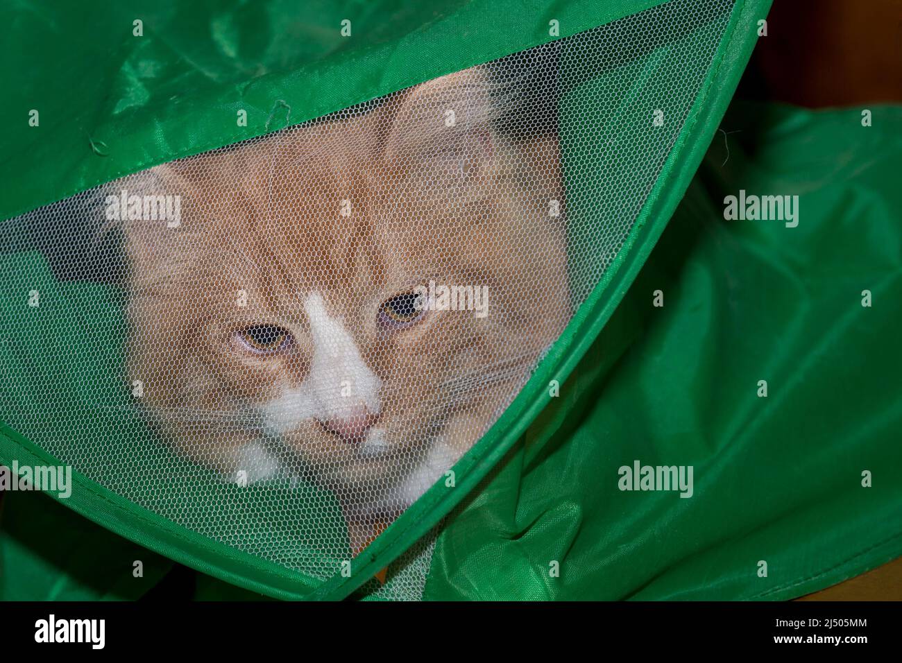 Un piccolo gattino intrappolato in una tenda verde di gioco del gatto. Sta guardando fuori attraverso una finestra di mesh. Foto Stock