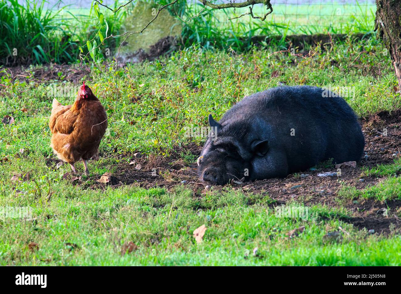 Animali domestici in una fattoria. Un pollo domestico (Gallus domesticus) e un maiale abbellito di Pot (Sus scrofa domesticus). Foto Stock