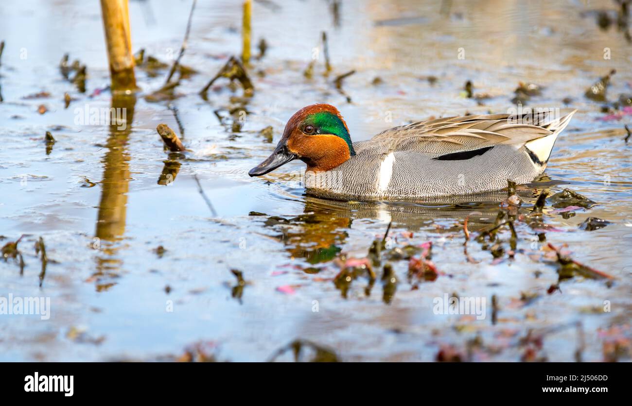 Un maschio verde-ala teal ' Anas carolinensis ' nuota in una palude alla ricerca di un compagno. Foto Stock