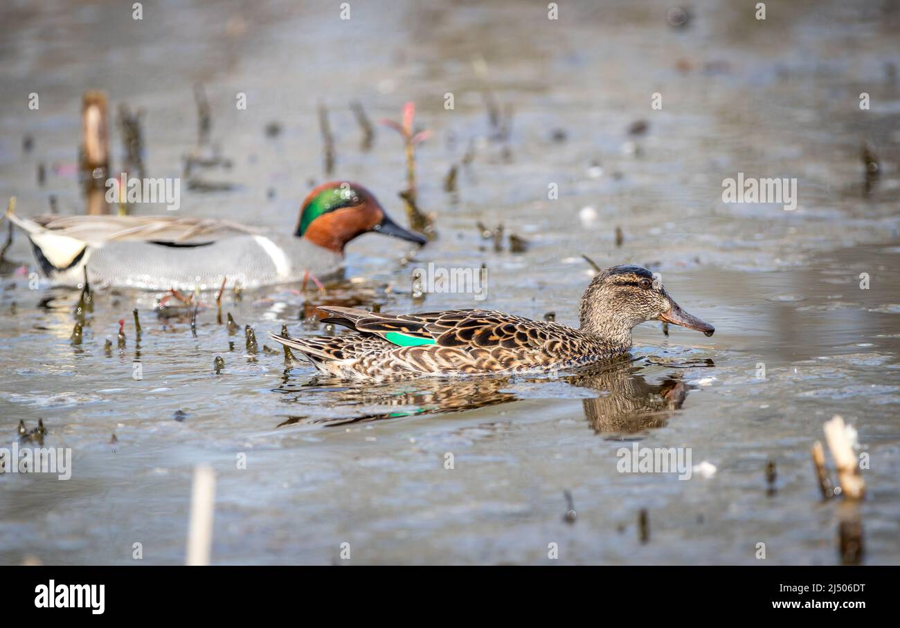 Un maschio verde-ala teal ' Anas carolinensis ' nuota in una palude alla ricerca di un compagno. Foto Stock