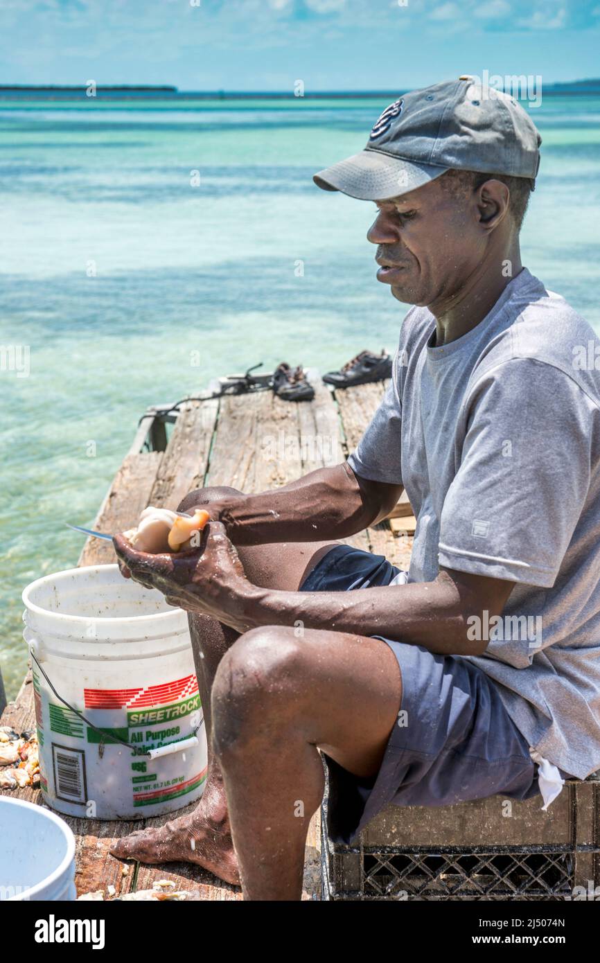 Un pescatore si veste di conch al ristorante di pesce delle Bahamas sulla riva  di Bimini nelle Bahamas Foto stock - Alamy