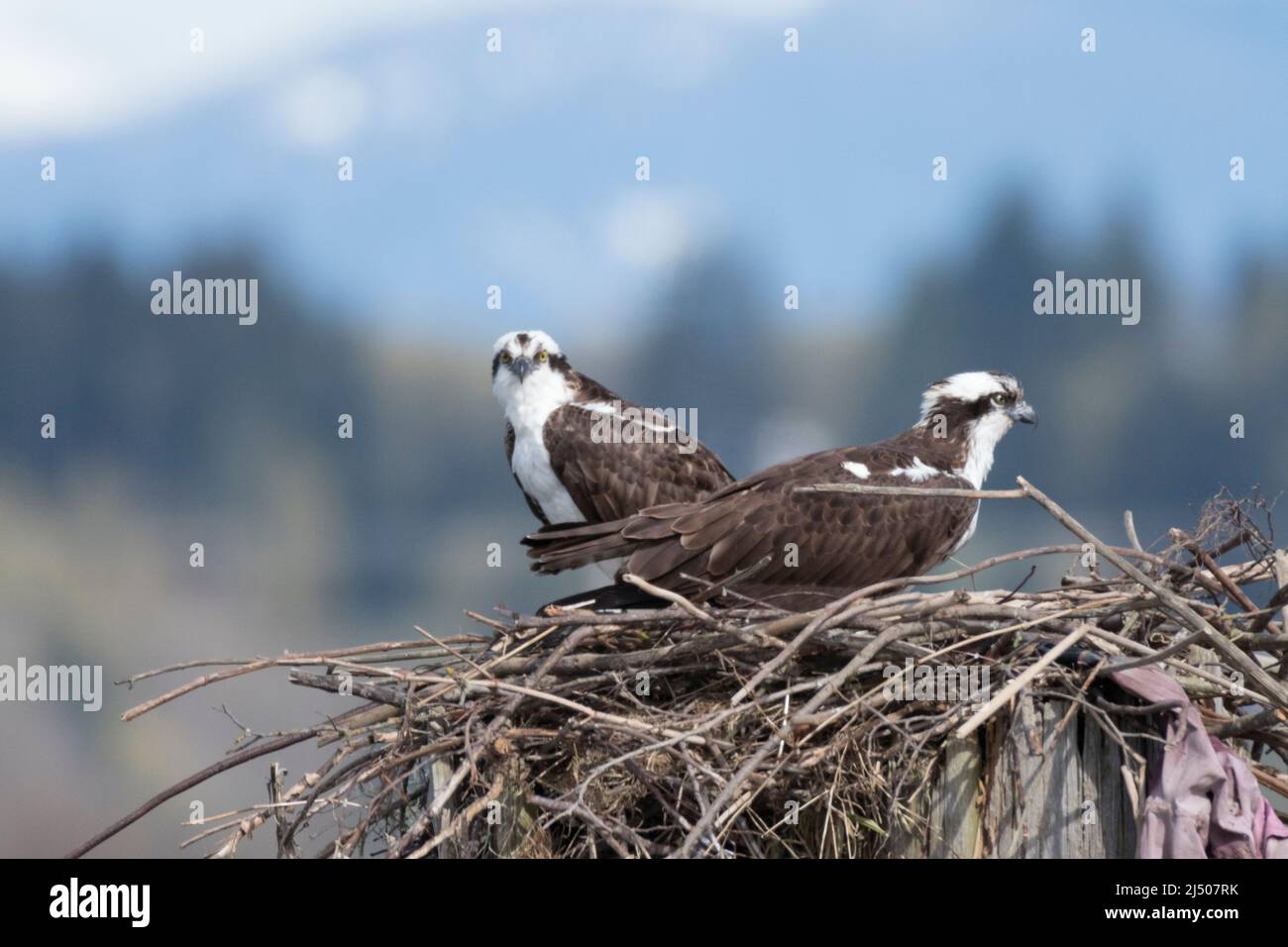 Uno sguardo Osprey coppia fuori dal loro nido lungo il fiume Snohomish in Everett, Washington. Foto Stock