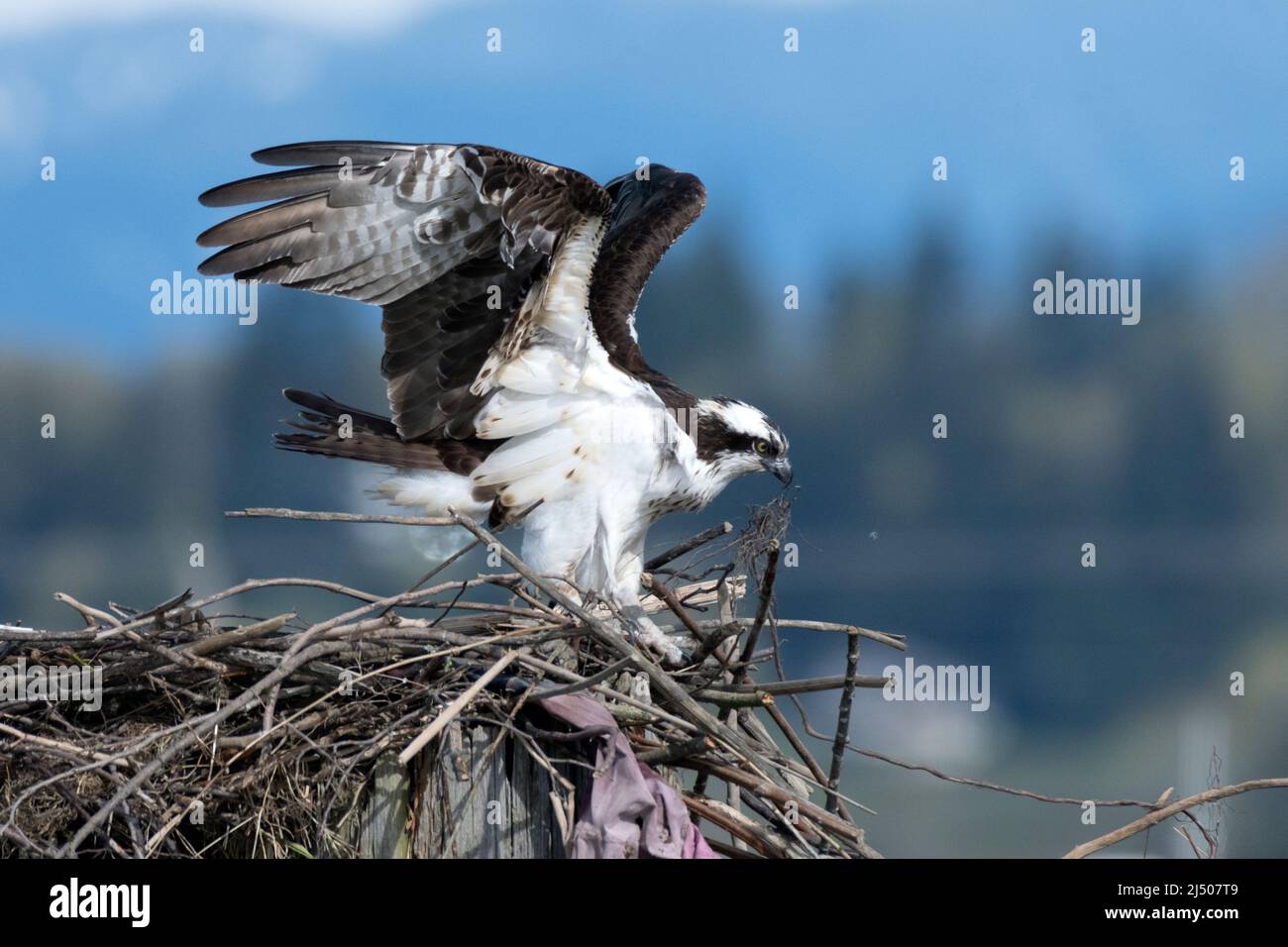 Una donna Osprey regola i rami che compongono il suo nido lungo il fiume Snohomish in Everett, Washington. Foto Stock