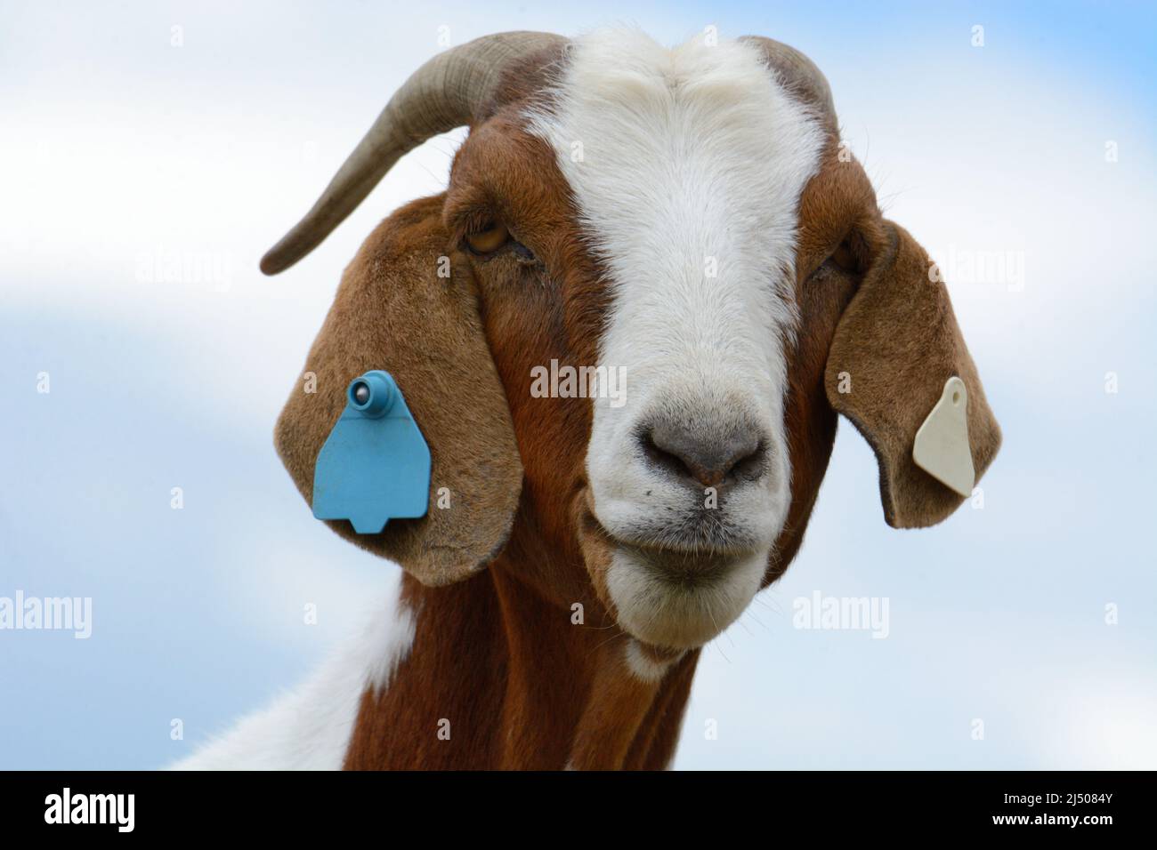 Ritratto di capra marrone e bianco contro cielo nuvoloso Foto Stock