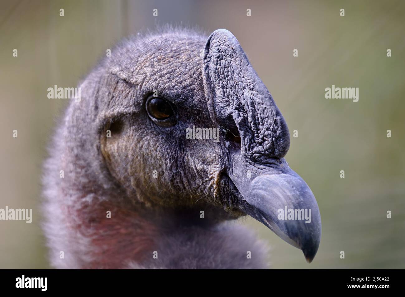 Condor andino (Vultur gryphus), impressionante ritratto dettagliato della testa e del becco. Foto Stock