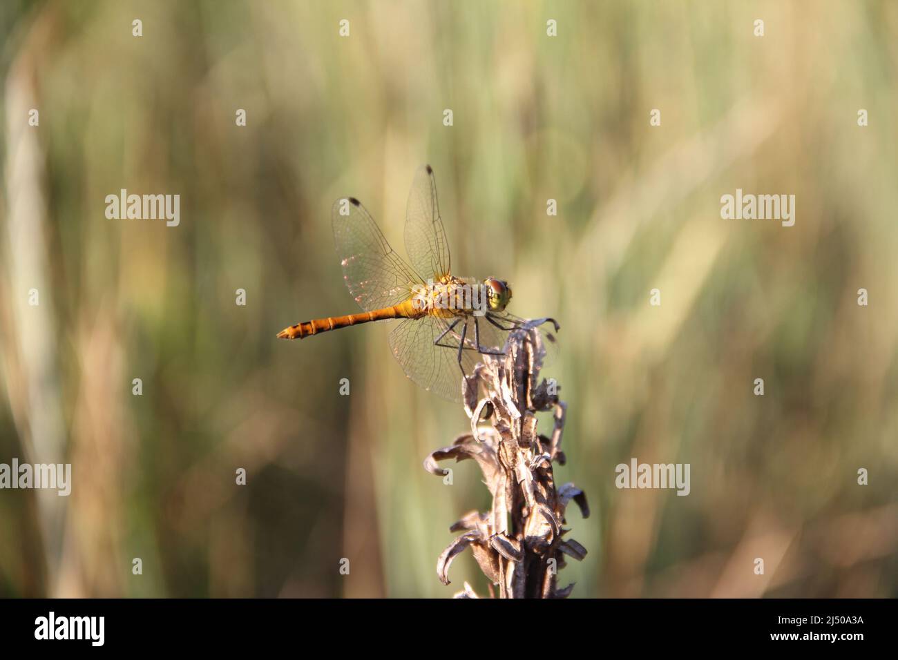 Bella libellula gialla seduta su gambo asciutto di pianta di prato. Primo piano di insetto nella giornata estiva di sole. Foto Stock