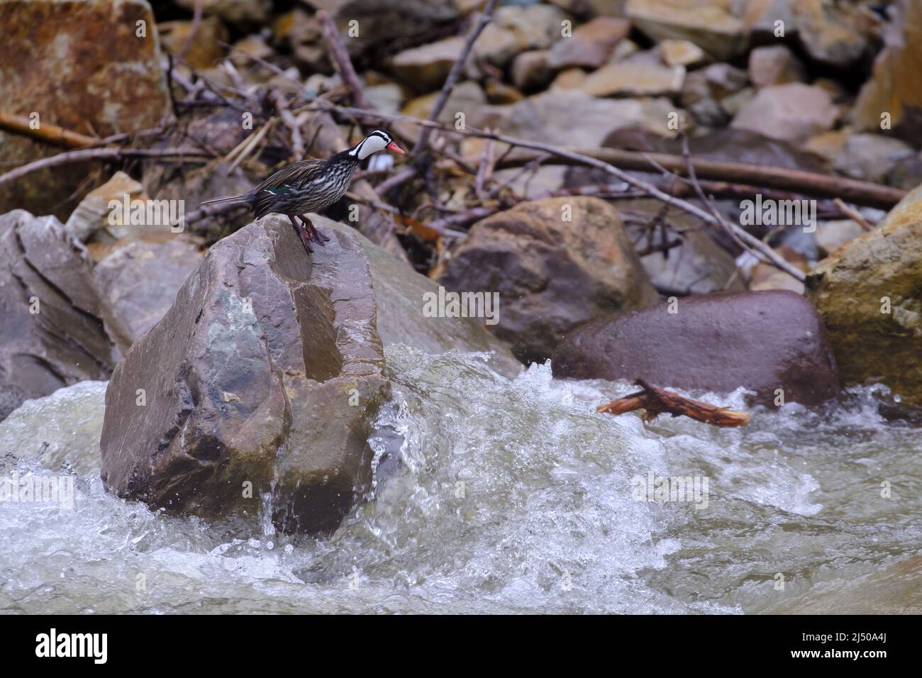 Anatra torrente (Merganetta armata), arroccata su una roccia ai margini del fiume. Foto Stock