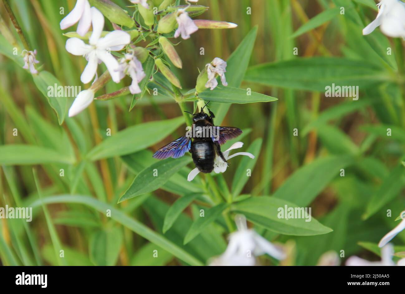 Xylocopa valga, insetto di api di legno selvatico carpentiere su fiori di saponaria. Rara ape unica grande vicino fino a foto. Foto Stock