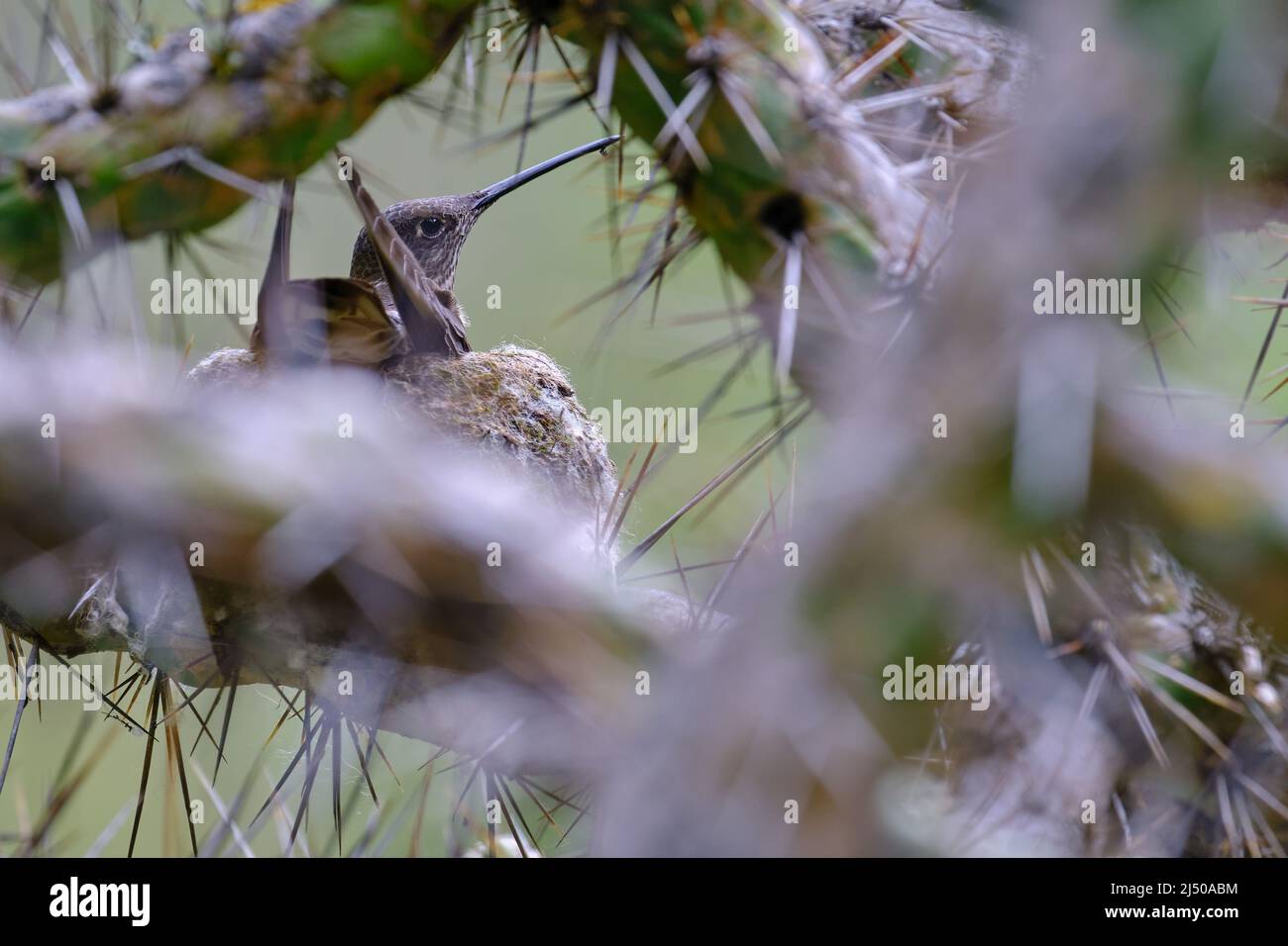 Hummingbird gigante (Patagona gigas), incubando le sue uova nel suo nido in un cactus pungolo. Foto Stock