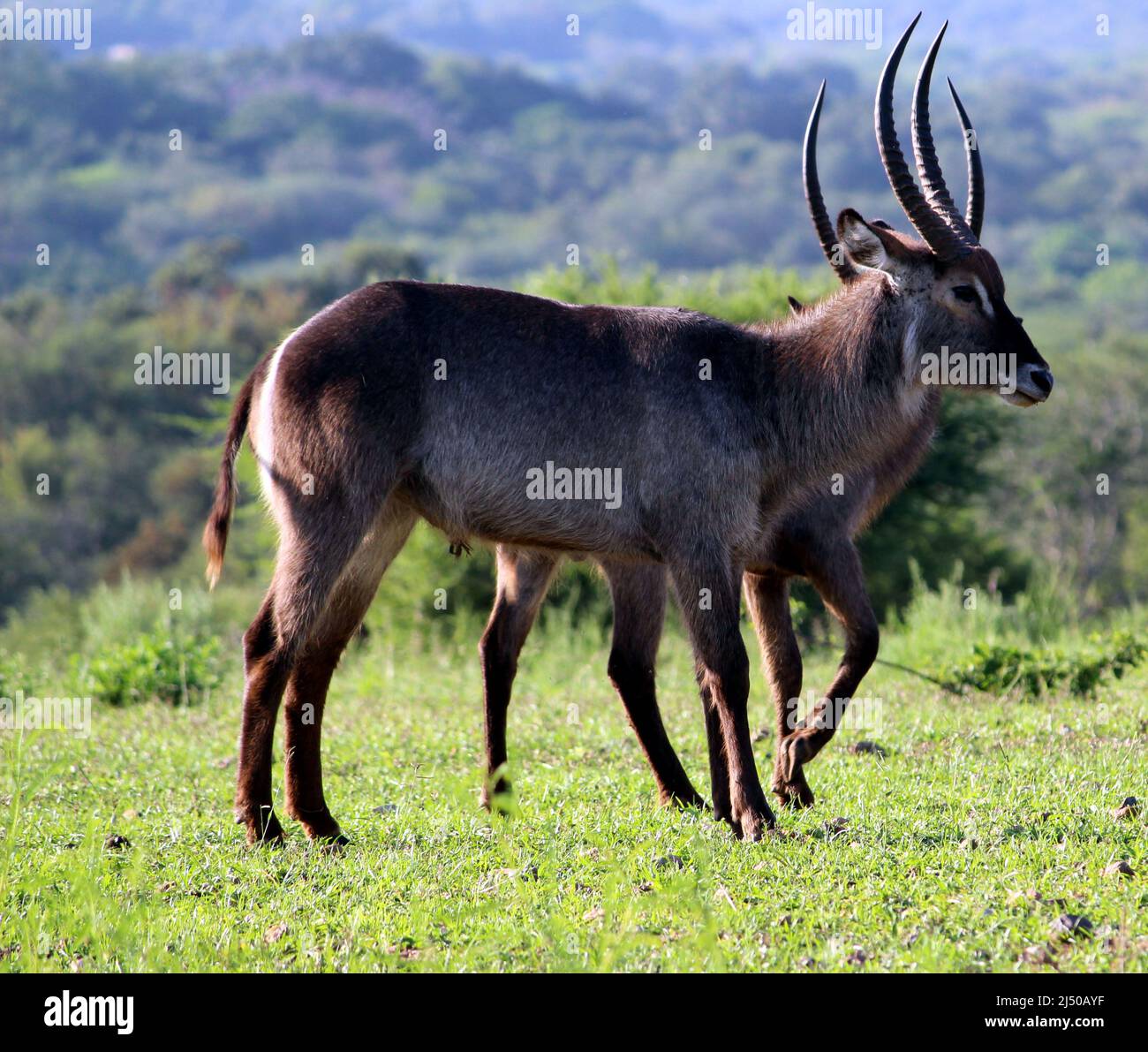 Maschi waterbucks (Kobus ellissiprymnus ellissiprymnus) godendo di caldo sole in una fredda giornata invernale : (pix SShukla) Foto Stock