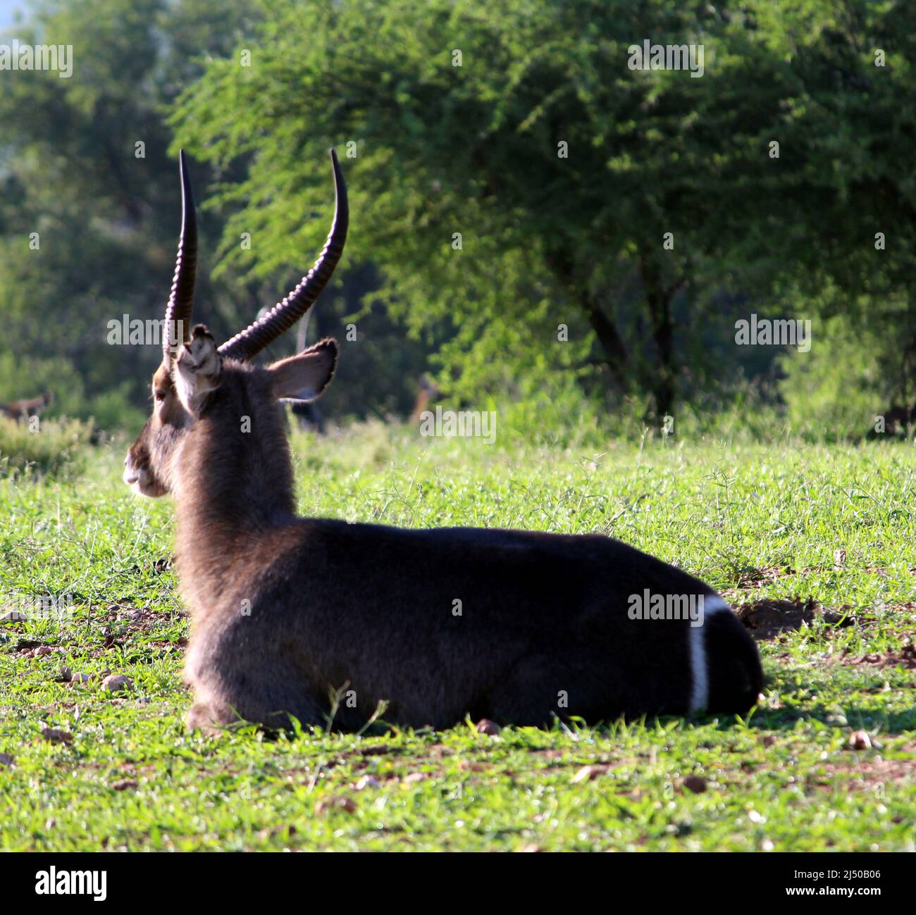 Maschi waterbucks (Kobus ellissiprymnus ellissiprymnus) godendo di caldo sole in una fredda giornata invernale : (pix SShukla) Foto Stock