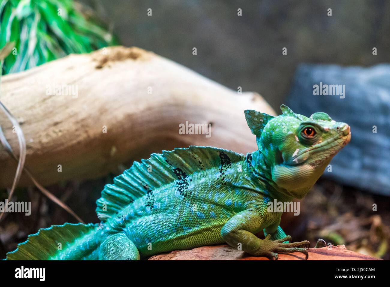 Green Basilisk Lizard (Basiliscus Plumifrons) presso il Biopark ABQ nel New Mexico Foto Stock
