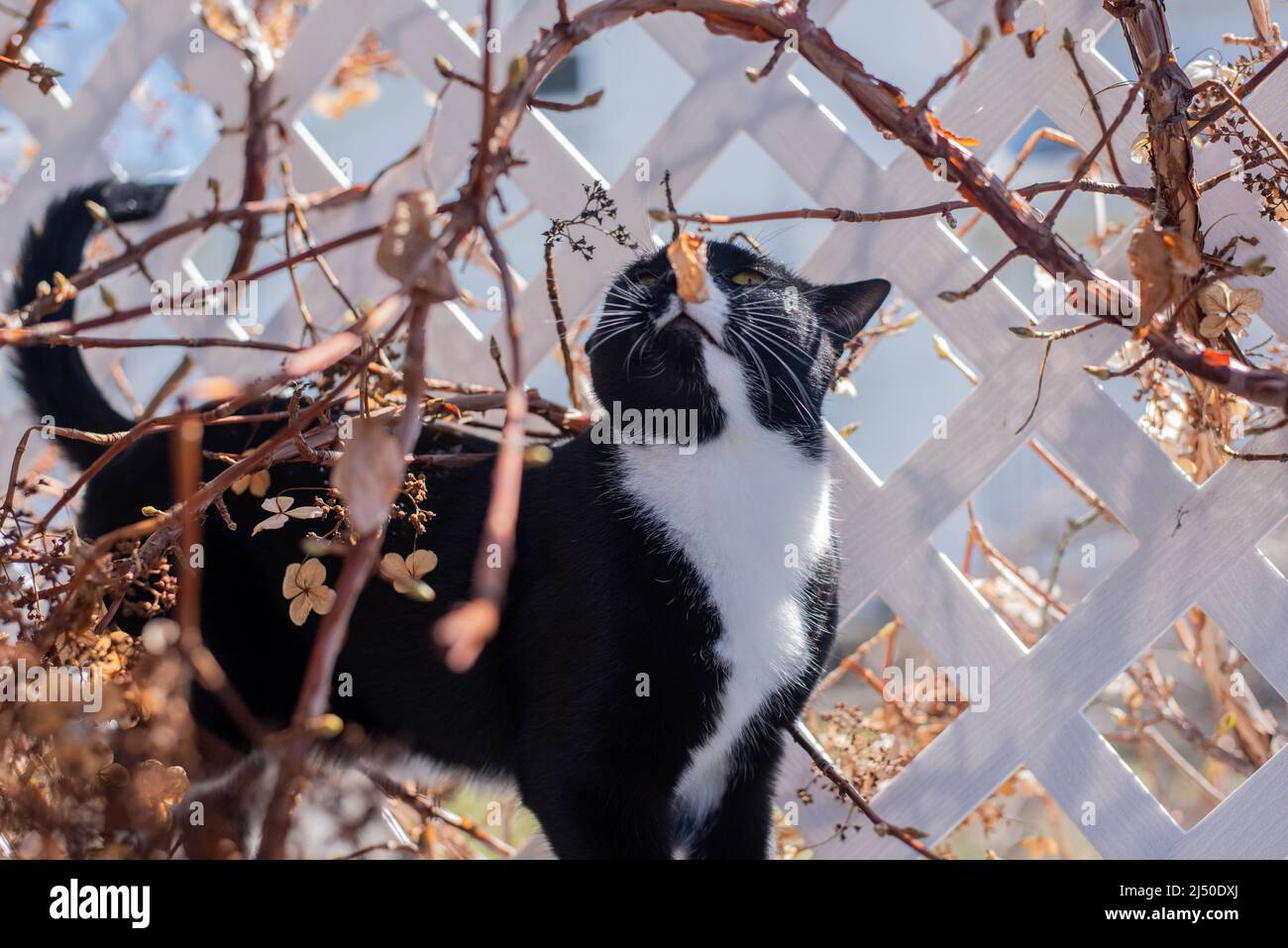 Un gatto bianco e nero cammina lungo un traliccio coperto di vite. Foto Stock