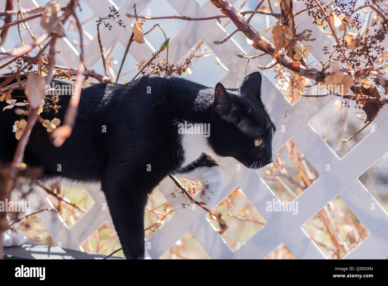 Un gatto bianco e nero cammina lungo un traliccio coperto di vite. Foto Stock