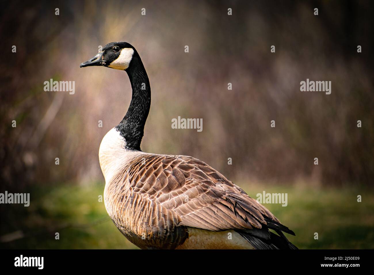Canadian Goose in primavera in Pennsylvania occidentale, Stati Uniti Foto Stock