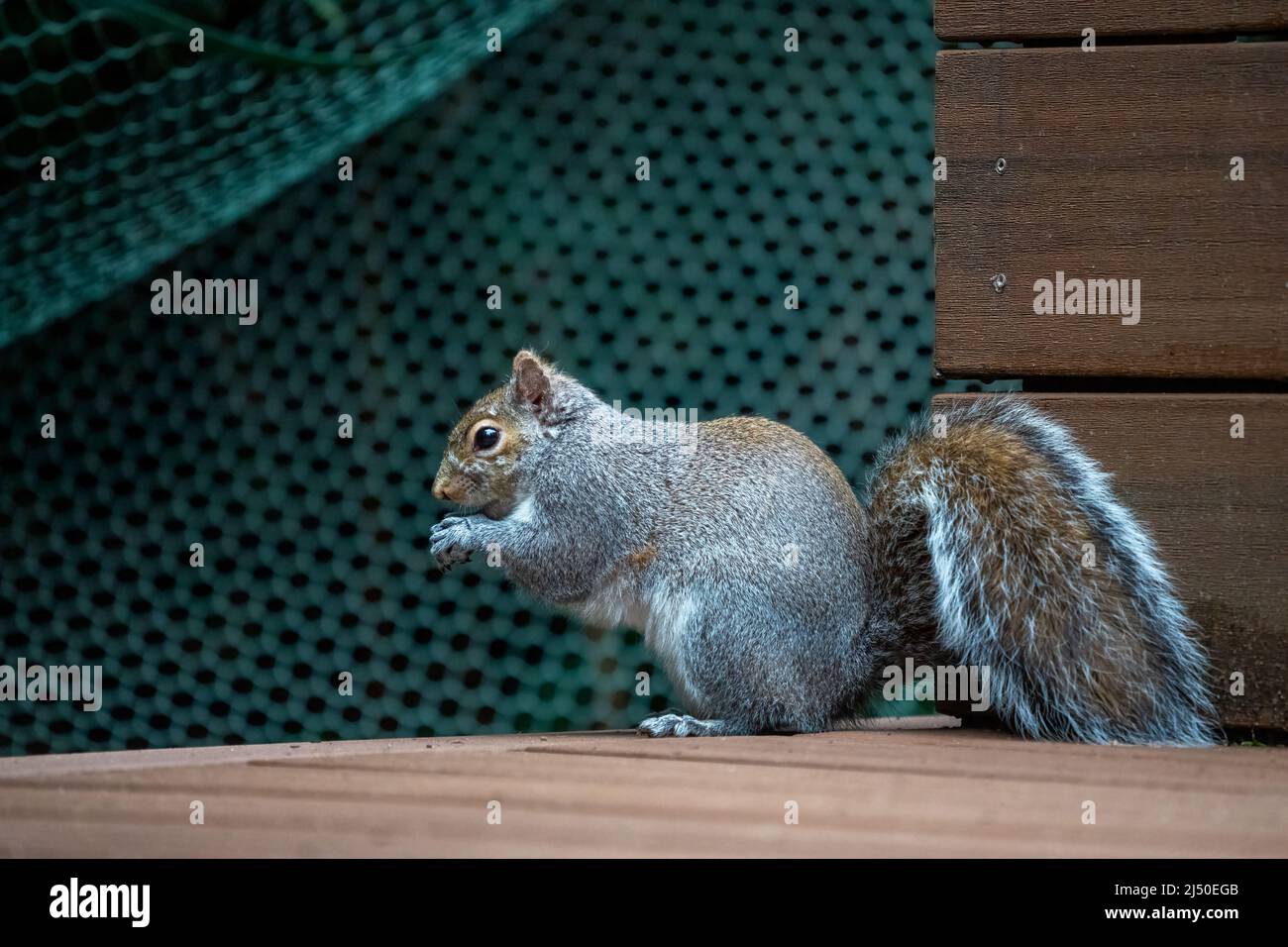 Issaquah, Washington, Stati Uniti. Western Grey Squirrel mangiare una arachidi Foto Stock