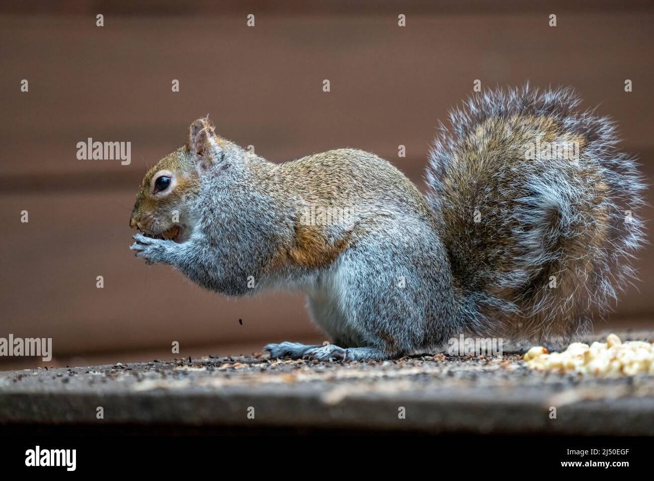 Issaquah, Washington, Stati Uniti. Western Grey Squirrel mangiare una arachidi, mentre in piedi tra arachidi e seme di uccello Foto Stock