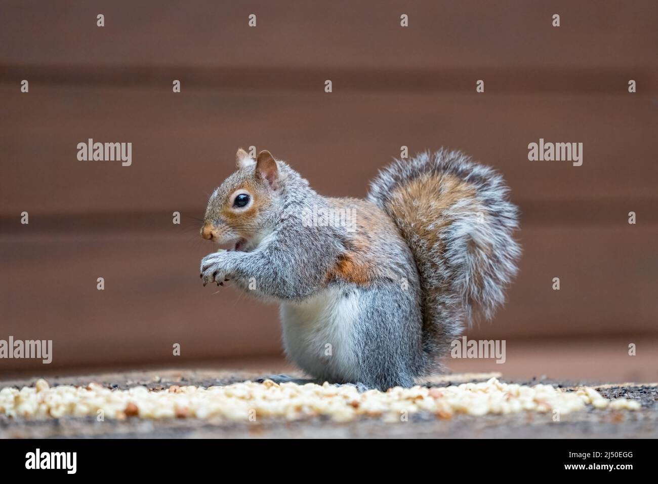 Issaquah, Washington, Stati Uniti. Western Grey Squirrel mangiare una arachidi, mentre in piedi tra arachidi e seme di uccello Foto Stock