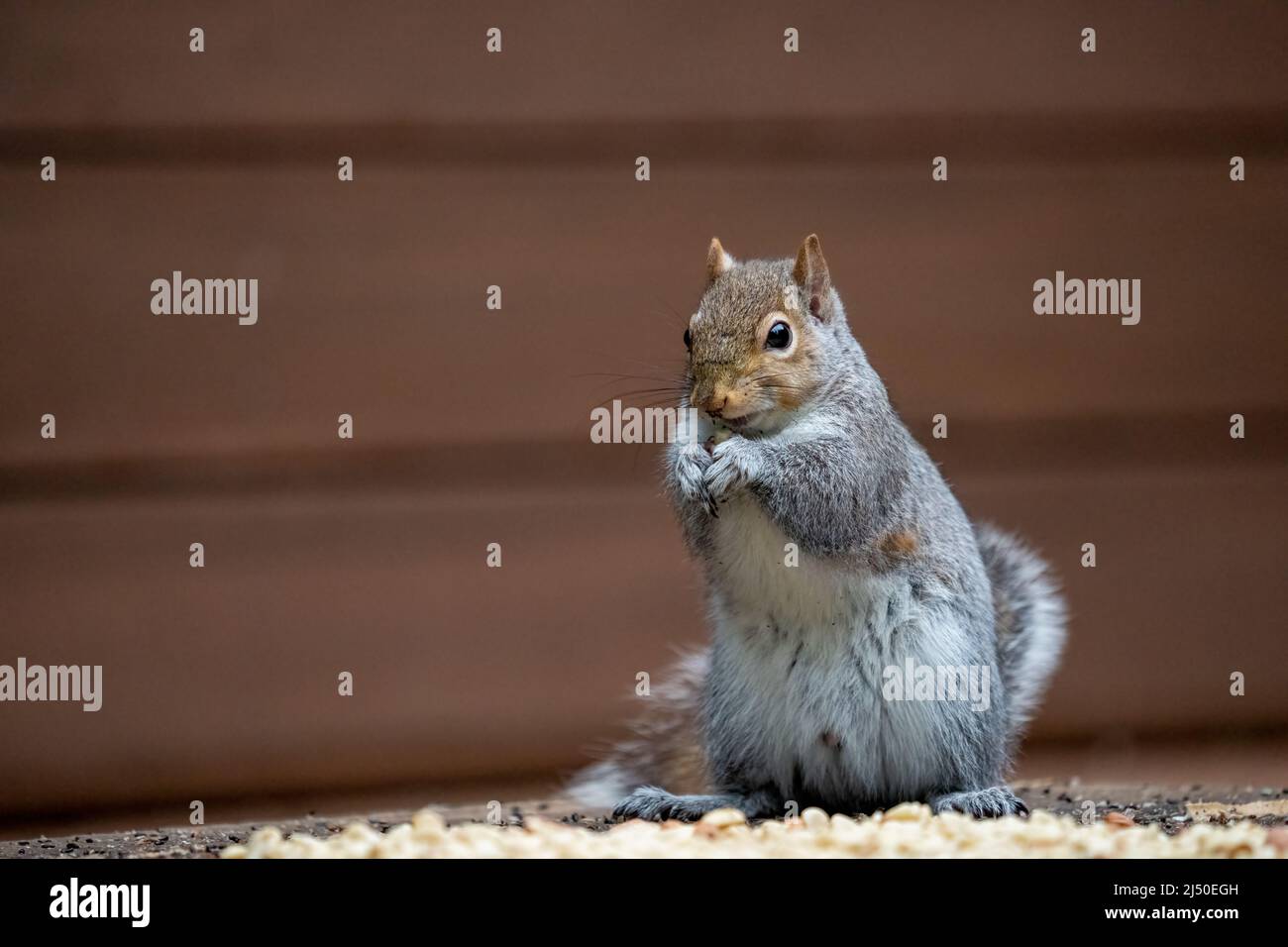 Issaquah, Washington, Stati Uniti. Western Grey Squirrel mangiare una arachidi, mentre in piedi tra arachidi e seme di uccello Foto Stock
