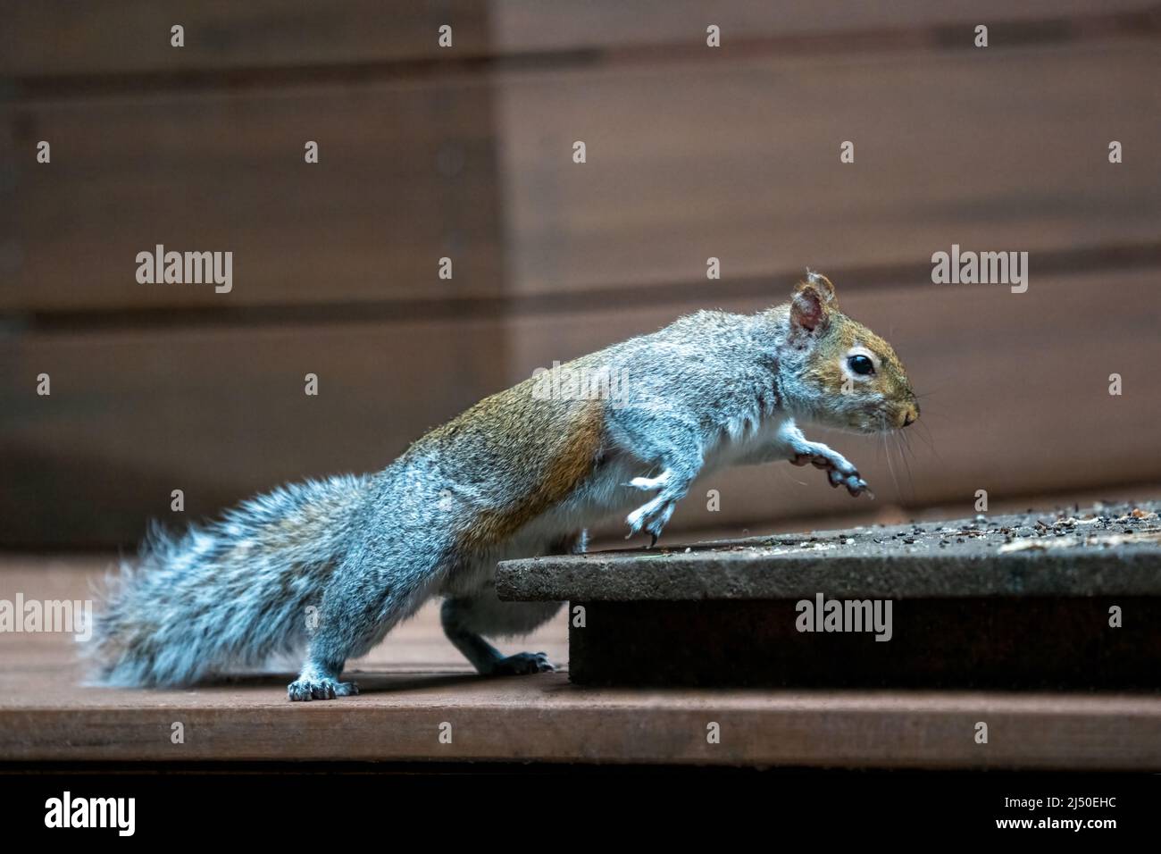 Issaquah, Washington, Stati Uniti. Western Grey Squirrel che sale su una piattaforma di alimentazione di arachidi e semi di uccelli Foto Stock