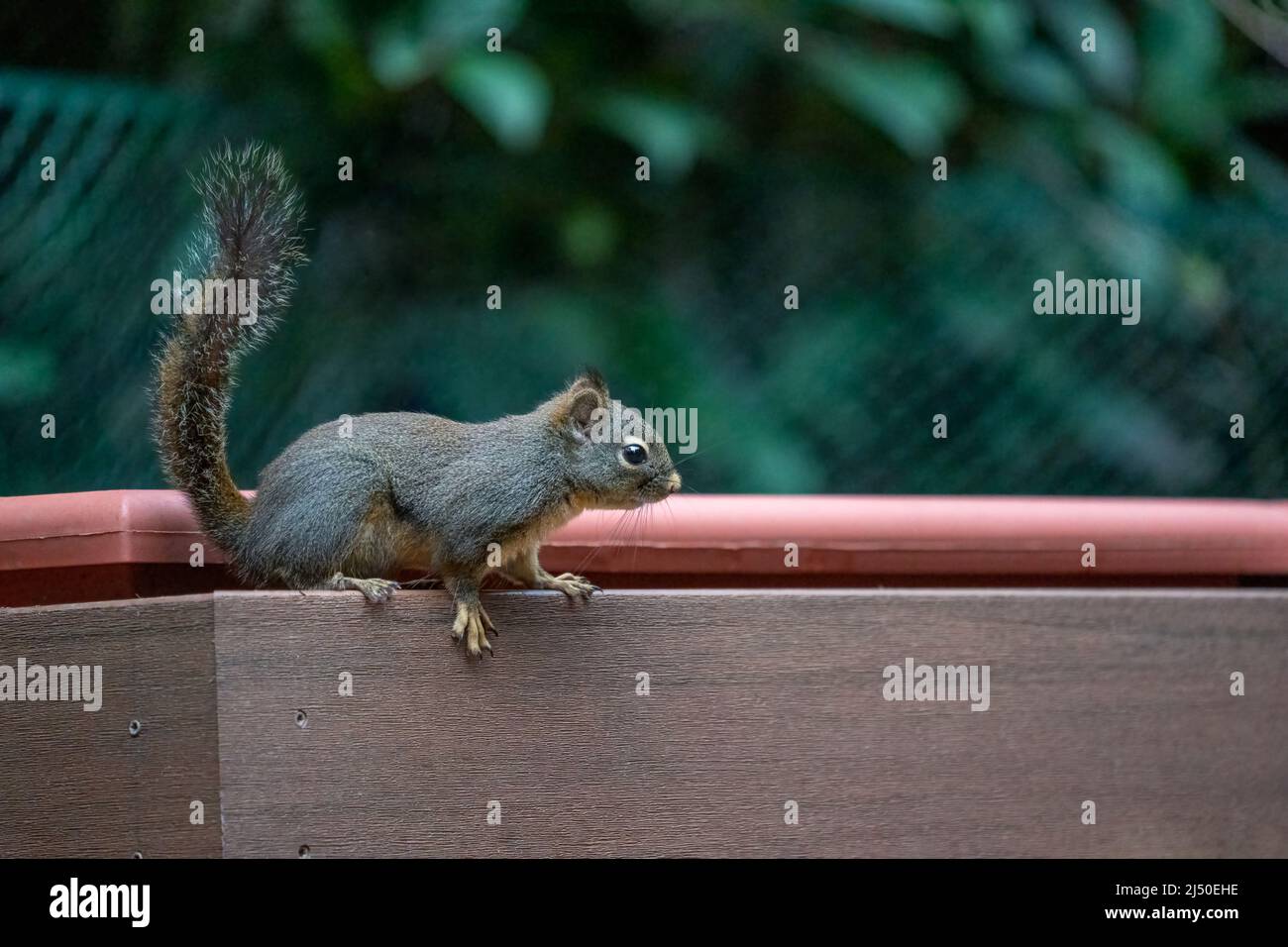 Issaquah, Washington, Stati Uniti. Douglas Squirrel arroccato su un flower box pianter, in procinto di saltare giù Foto Stock