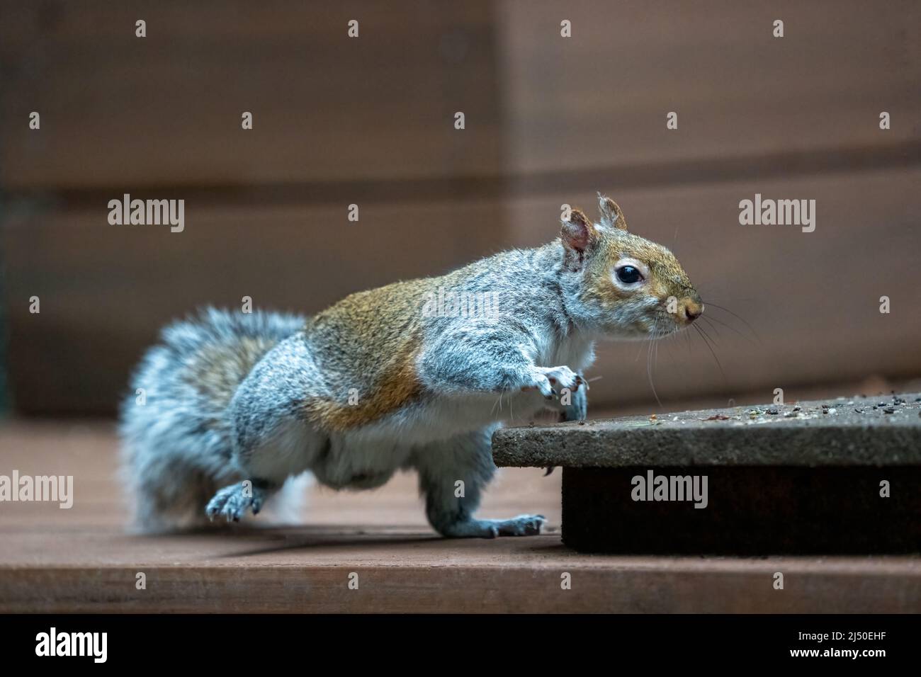 Issaquah, Washington, Stati Uniti. Western Grey Squirrel che sale su una piattaforma di alimentazione di arachidi e semi di uccelli Foto Stock