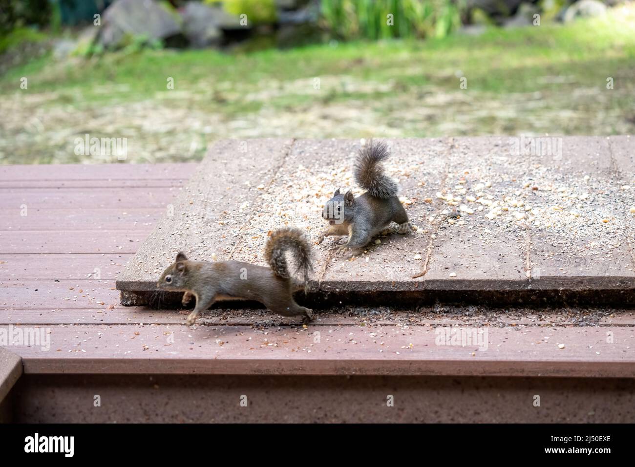 Issaquah, Washington, Stati Uniti. Uno scoiattolo Douglas in piedi su un alimentatore piattaforma di arachidi e semi di uccelli, inseguendo un altro via Foto Stock