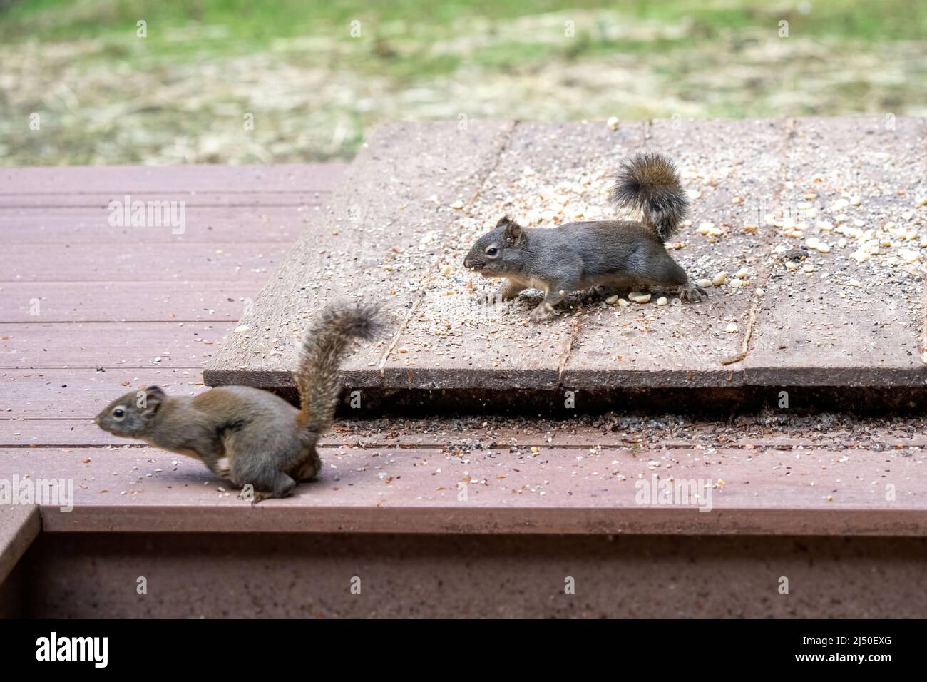 Issaquah, Washington, Stati Uniti. Uno scoiattolo Douglas in piedi su un alimentatore piattaforma di arachidi e semi di uccelli, inseguendo un altro via Foto Stock