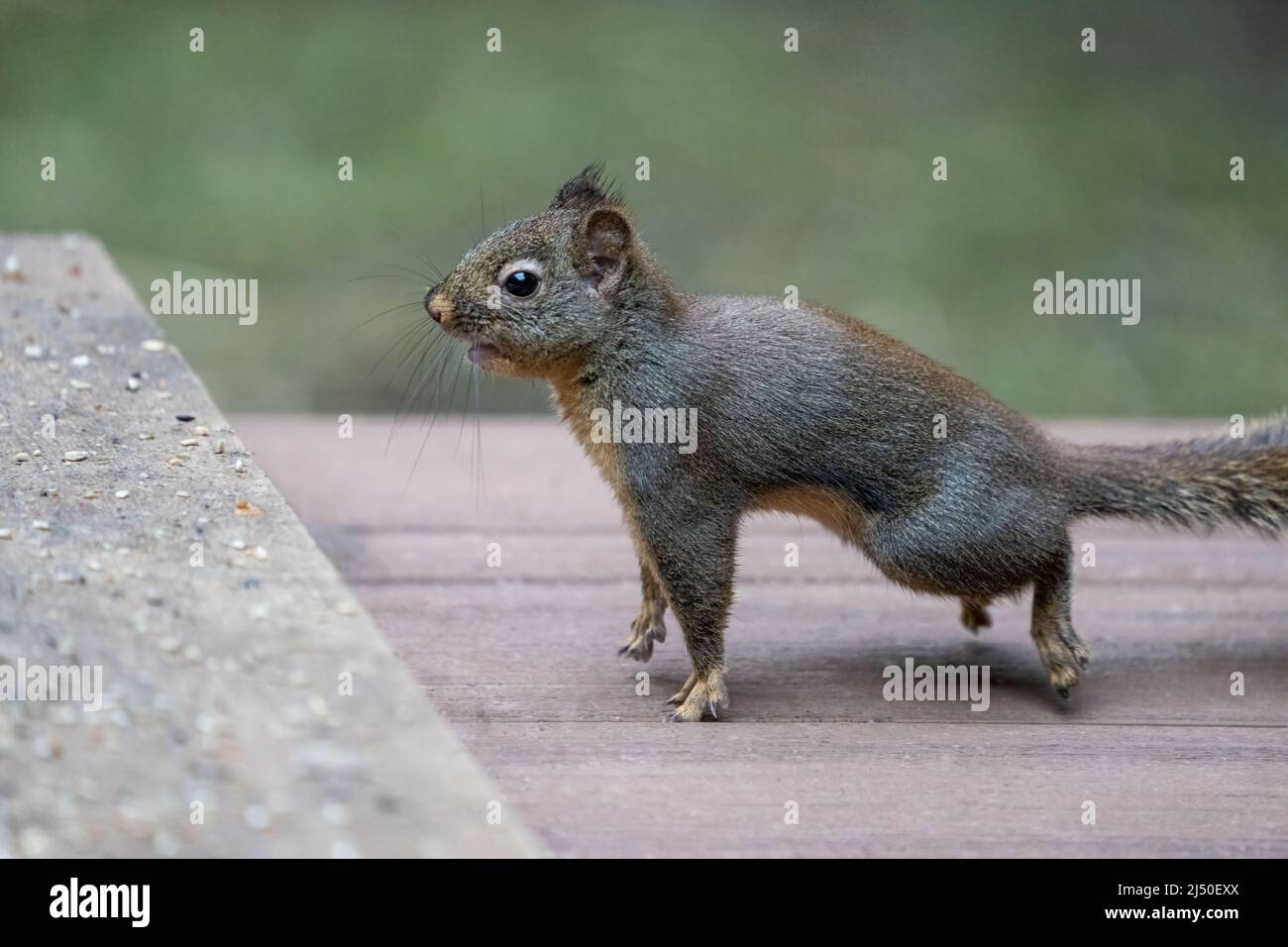 Issaquah, Washington, Stati Uniti. Divertente Douglas Squirrel che salta in aria, che ha un aspetto stupito Foto Stock