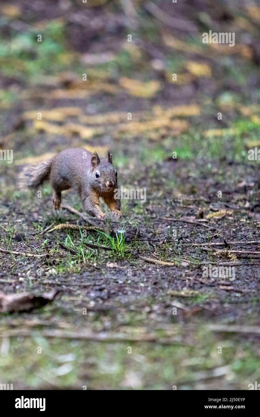 Issaquah, Washington, Stati Uniti. Douglas Squirrel a mezz'aria come corre attraverso un cortile in primavera Foto Stock