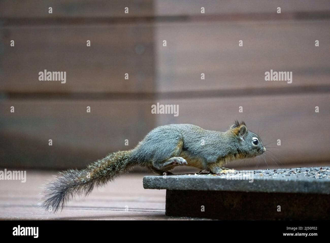 Issaquah, Washington, Stati Uniti. Douglas Squirrel Foto Stock