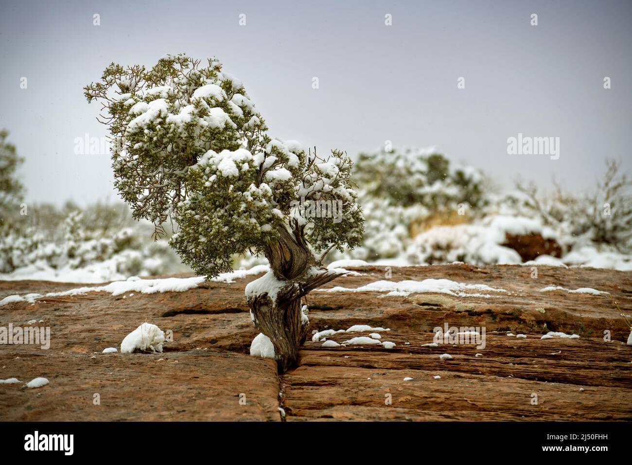Albero innevato nel Canyon Foto Stock