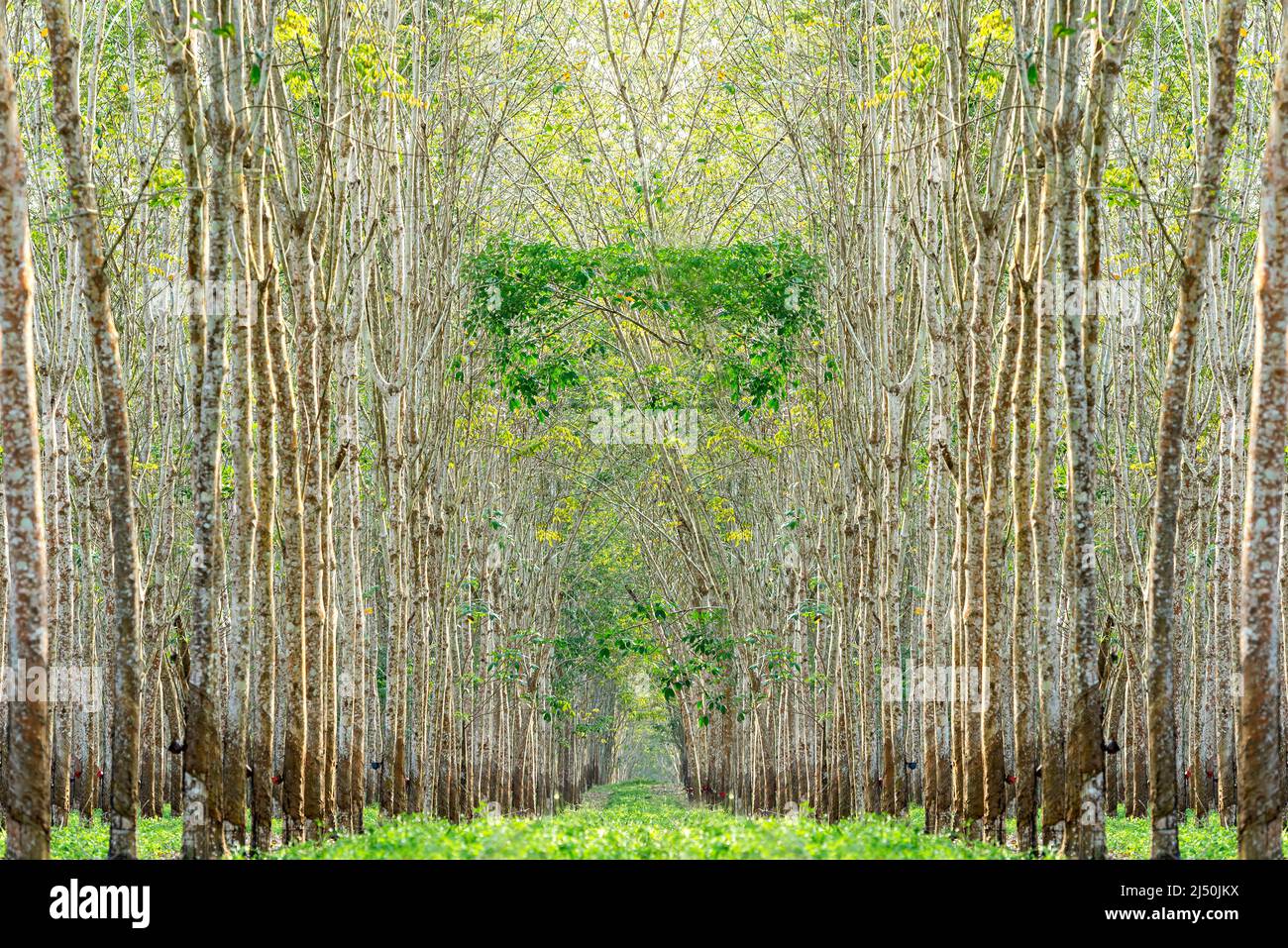 Alberi di gomma con tazze di lattice sulla fattoria Foto Stock