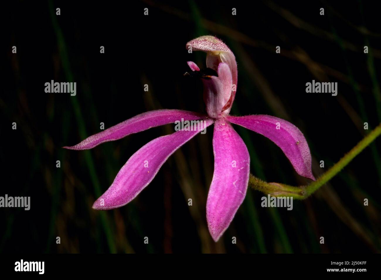 Finger Orchidee sono disponibili in alcuni colori diversi - questi rosa sono Caladenia Carnea, o Pink Fingers. Riserva Baluk Willam in Belgrave, Victoria. Foto Stock