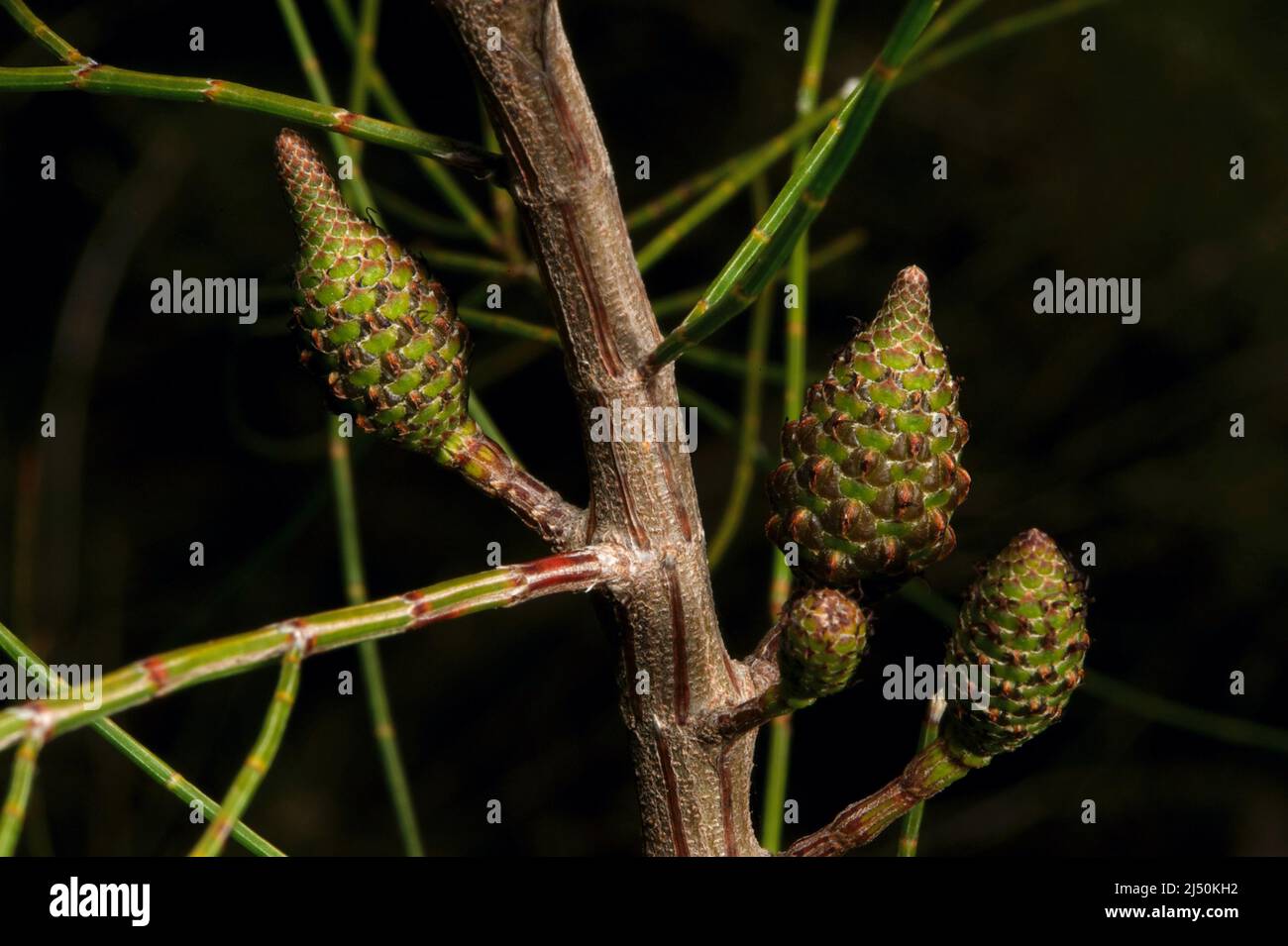 Sheoke (Casuarina littoralis) ha piccoli fiori rossi sugli alberi femminili - seguito da questi dadi, che sono amati dai cockatoos. Hochkins Ridge. Foto Stock