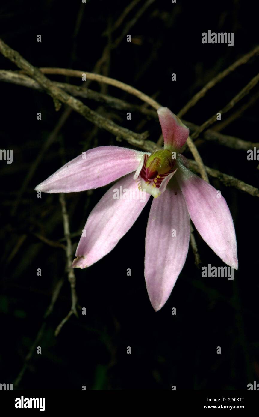 Finger Orchidee sono disponibili in alcuni colori diversi - questi rosa sono Caladenia Carnea, o Pink Fingers. Riserva Baluk Willam in Belgrave, Victoria. Foto Stock