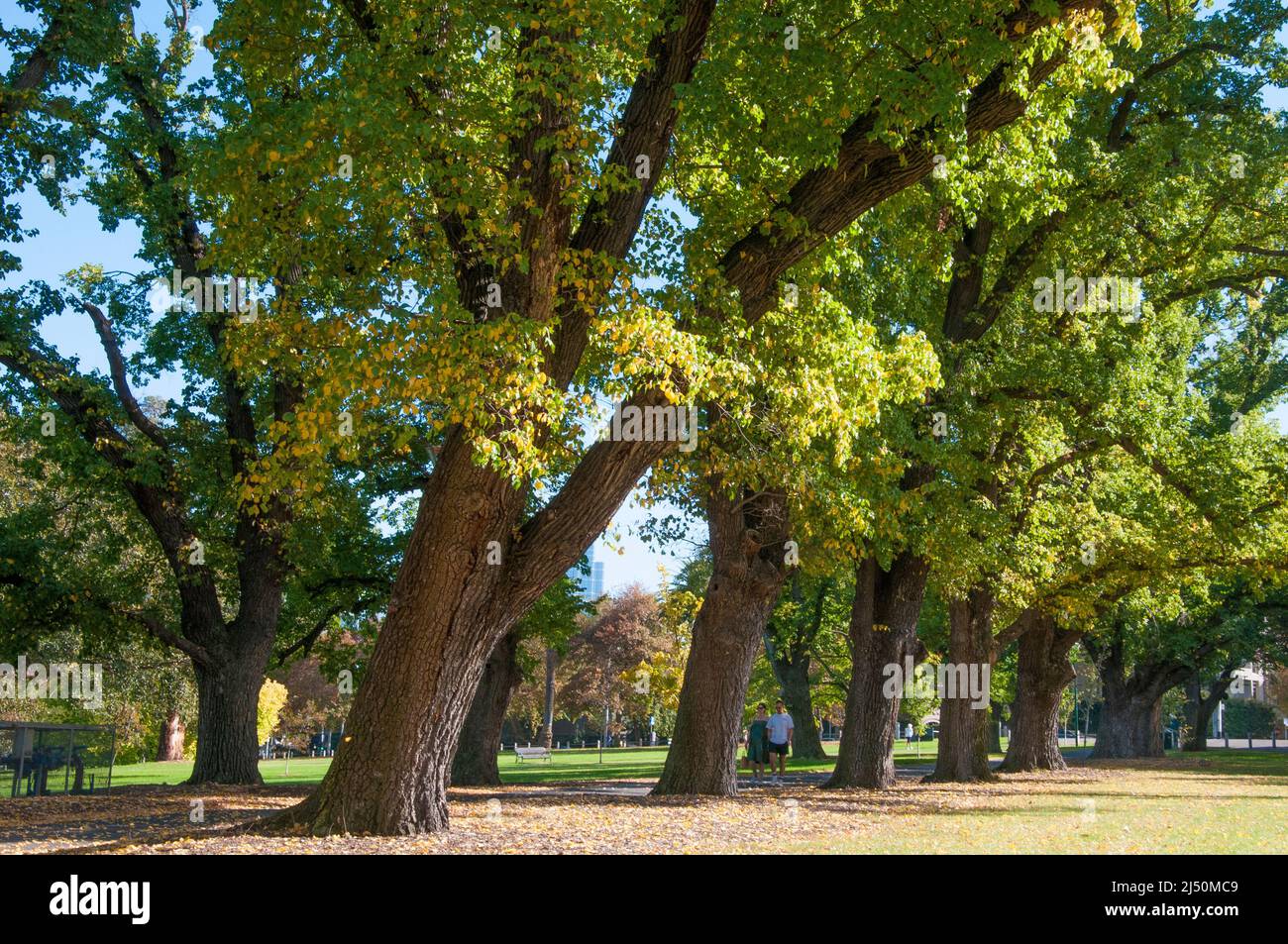 Il Fawkner Park, situato a South Yarra, Melbourne, rimane in gran parte immutato dal suo design originale del 1875 con percorsi formali, viali e prati. Foto Stock