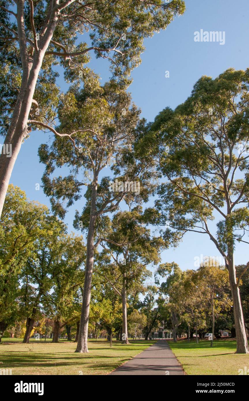 Il Fawkner Park, situato a South Yarra, Melbourne, rimane in gran parte immutato dal suo design originale del 1875 con percorsi formali, viali e prati. Foto Stock