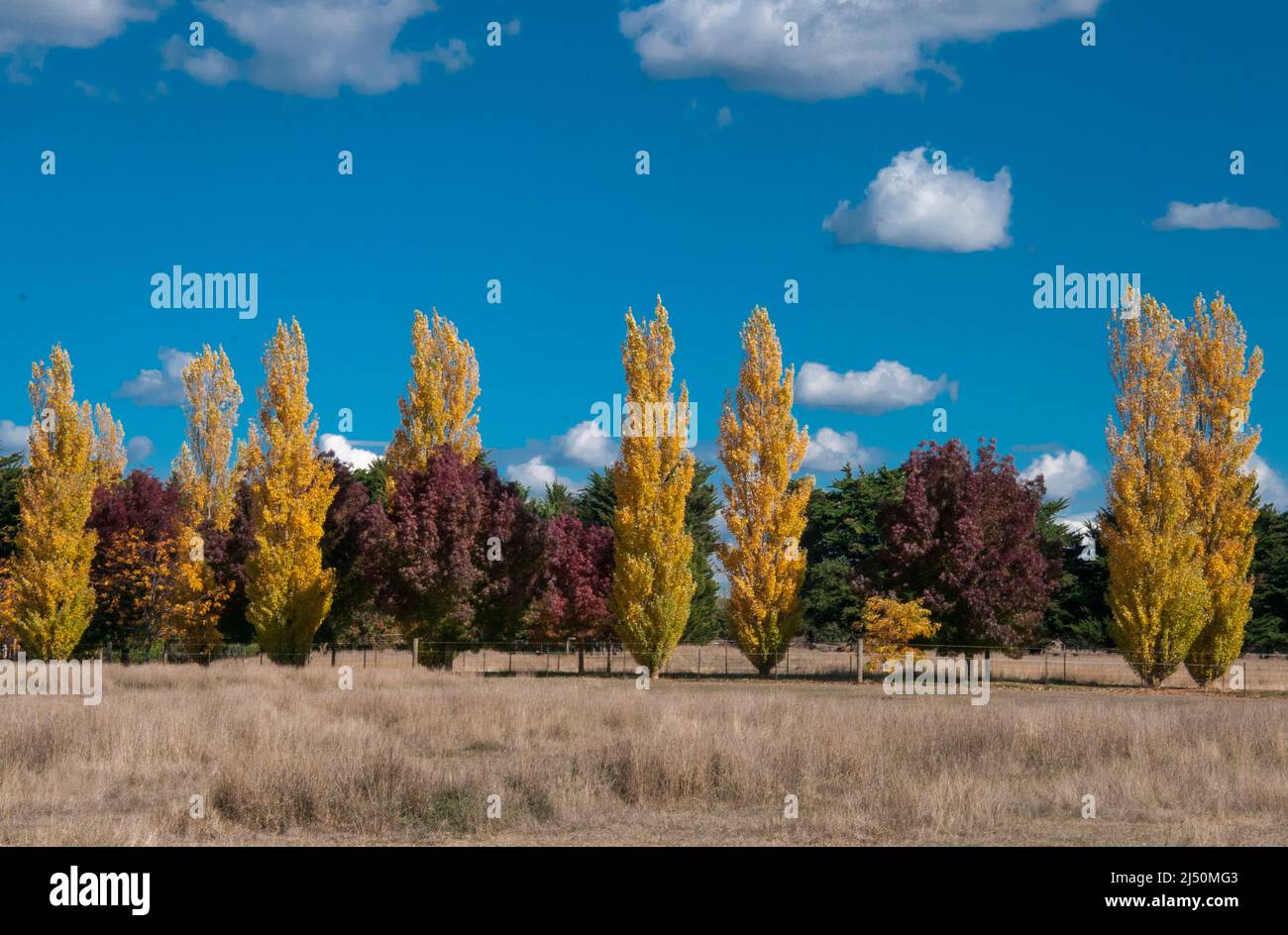 Autunno (autunno) colori su un blocco di fattoria fuori Lancefield nella catena macedone, Victoria, Australia Foto Stock