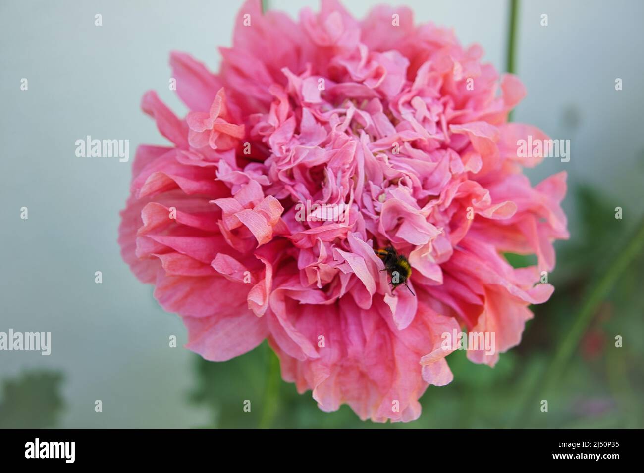 Fiore di papavero in primo piano. Petali filigrana in rosa con foglie verdi sullo sfondo. Dettaglio fiori foto Foto Stock