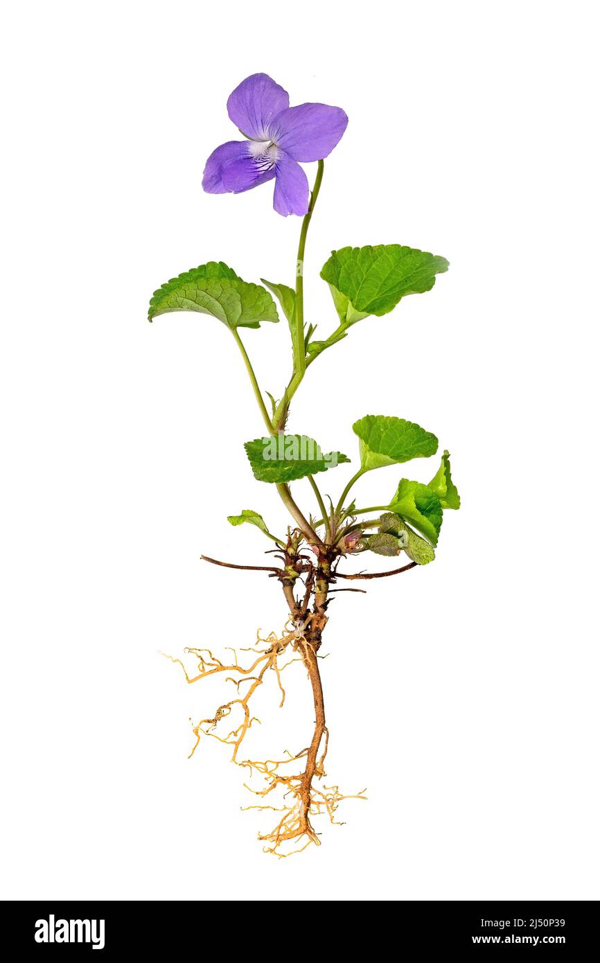 Pianta viola blu intera con radici e fiore isolato su bianco Foto Stock