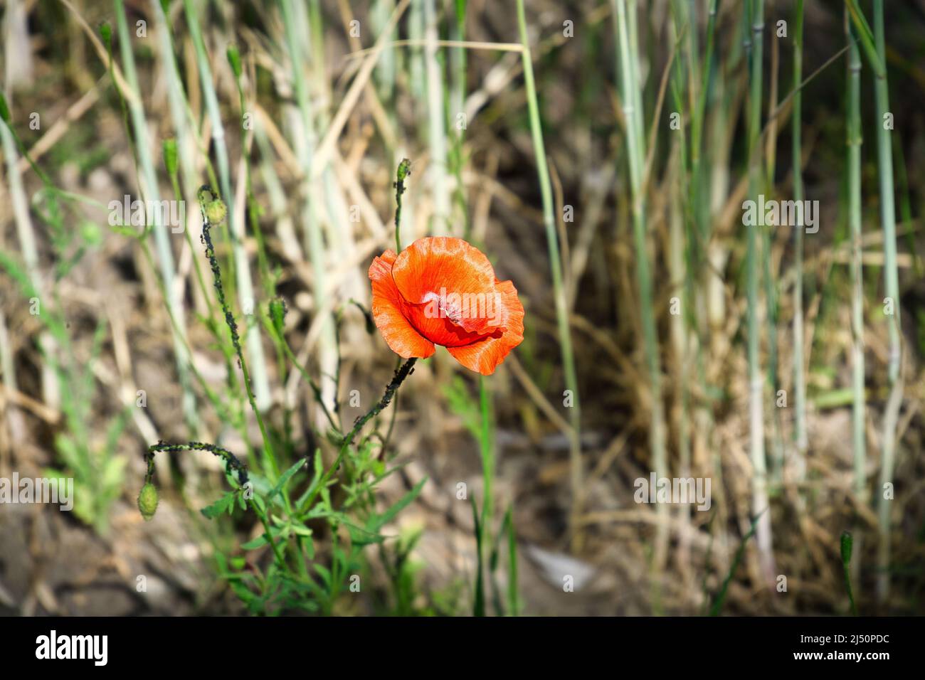 sorseggia papaveri in un prato estivo. spruzzi di colore rosso. i delicati petali isolati. Fiori foto. Foto della natura Foto Stock