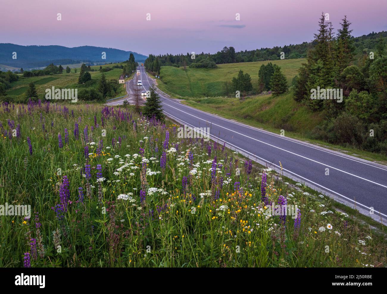 Pittoresco crepuscolo Giugno Carpazi montagna campagna prati e autostrada. Abbondanza di vegetazione e bellissimi fiori selvatici. Foto Stock